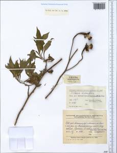 Tithonia diversifolia (Hemsl.) A. Gray, Зарубежная Азия (ASIA) (КНР)