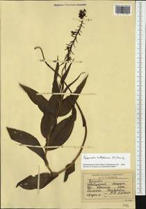 Дремлик широколистный, Дремлик чемерицевый (L.) Crantz, Западная Европа (EUR) (Швейцария)