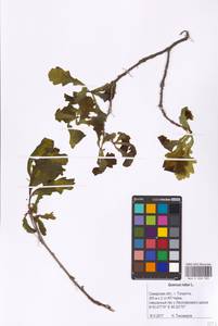 Дуб черешчатый, Дуб обыкновенный L., Восточная Европа, Средневолжский район (E8) (Россия)