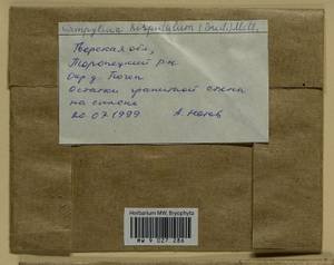 Campylophyllopsis hispidula (Brid.) Ochyra, Гербарий мохообразных, Мхи - Центральное Нечерноземье (B6) (Россия)
