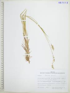 Вейник Короткого Litv., Сибирь, Дальний Восток (S6) (Россия)