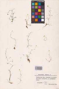 Лютик распростертый, Лютик стелющийся L., Восточная Европа, Восточный район (E10) (Россия)