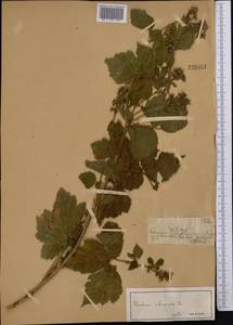 Малина обыкновенная L., Средняя Азия и Казахстан, Джунгарский Алатау и Тарбагатай (M5) (Казахстан)