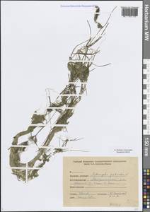 Штукения гребенчатая, Рдест гребенчатый (L.) Börner, Восточная Европа, Средневолжский район (E8) (Россия)