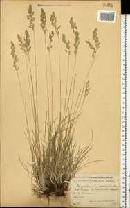 Мятлик узколистный L., Восточная Европа, Центральный лесостепной район (E6) (Россия)