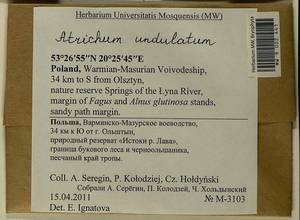 Atrichum undulatum (Hedw.) P. Beauv., Гербарий мохообразных, Мхи - Западная Европа (BEu) (Польша)
