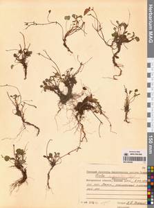 Фиалка сахалинская H.Boissieu, Сибирь, Чукотка и Камчатка (S7) (Россия)