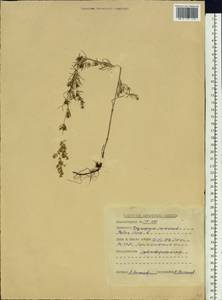 Подмаренник настоящий L., Сибирь, Алтай и Саяны (S2) (Россия)