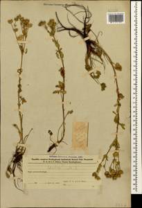 Лапчатка прямая L., Кавказ, Азербайджан (K6) (Азербайджан)