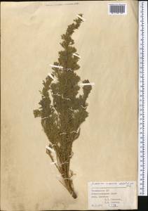 Полынь веничная, Полынь метельчатая Waldst. & Kit., Средняя Азия и Казахстан, Копетдаг, Бадхыз, Малый и Большой Балхан (M1) (Туркмения)