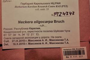 MW 9 111 221, Neckera oligocarpa Bruch, Гербарий мохообразных, Мхи - Карелия, Ленинградская и Мурманская области (B4) (Россия)