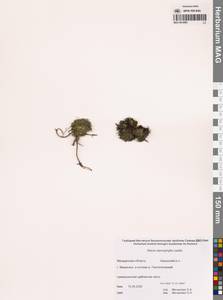 Смолевка узколистная Ledeb., Сибирь, Чукотка и Камчатка (S7) (Россия)