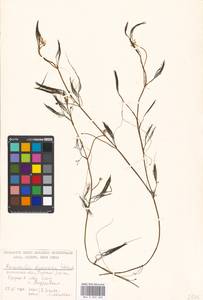 Лютик волосолистный, Шелковник волосолистный Chaix, Восточная Европа, Московская область и Москва (E4a) (Россия)