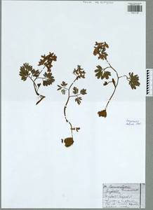 Corydalis micrantha subsp. australis (Chapm.) G. B. Ownbey, Восточная Европа, Центральный район (E4) (Россия)