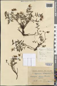 Hypericum cerastoides (Spach) N. Robson, Западная Европа (EUR) (Болгария)