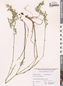 Арктомятлик широкометельчатый (Trin.) Prob., Сибирь, Чукотка и Камчатка (S7) (Россия)