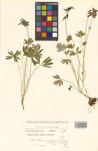 Corydalis arctica subsp. arctica, Сибирь, Чукотка и Камчатка (S7) (Россия)