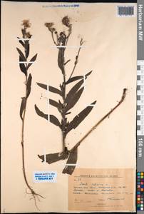 Pentanema salicinum (L.) D.Gut.Larr., Santos-Vicente, Anderb., E.Rico & M.M.Mart.Ort., Сибирь, Дальний Восток (S6) (Россия)