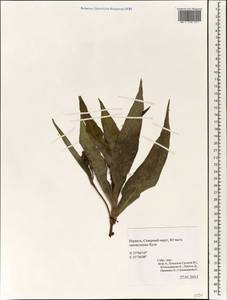 Спорыш, Зарубежная Азия (ASIA) (Израиль)