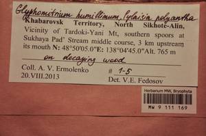 MW 9 111 169, Glyphomitrium humillimum (Mitt.) Cardot, Гербарий мохообразных, Мхи - Дальний Восток (без Чукотки и Камчатки) (B20) (Россия)