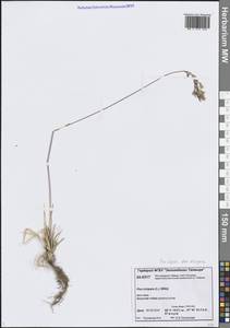 Мятлик альпийский L., Сибирь, Центральная Сибирь (S3) (Россия)