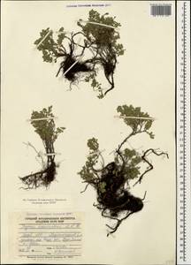Thymus trautvetteri Klokov & Des.-Shost., Кавказ, Азербайджан (K6) (Азербайджан)