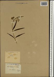 Funastrum clausum (Jacq.) Schltr., Зарубежная Азия (ASIA) (Неизвестно)