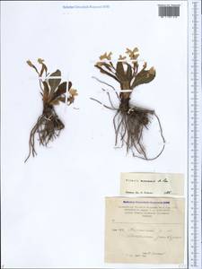 Primula vulgaris subsp. rubra (Sm.) Arcang., Кавказ, Армения (K5) (Армения)