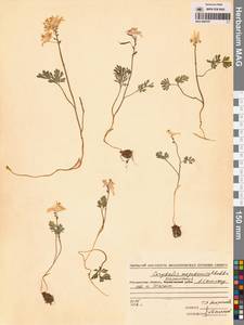 Хохлатка магаданская A.P.Khokhr., Сибирь, Чукотка и Камчатка (S7) (Россия)