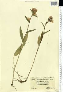 Колокольчик скученный, Колокольчик сборный L., Восточная Европа, Западно-Украинский район (E13) (Украина)