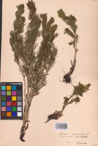 Горицвет весенний, Адонис весенний L., Восточная Европа, Восточный район (E10) (Россия)