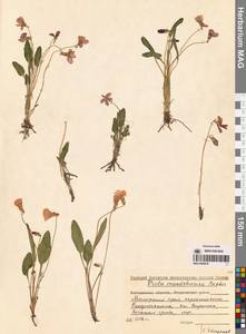 Фиалка маньчжурская W.Becker, Сибирь, Дальний Восток (S6) (Россия)