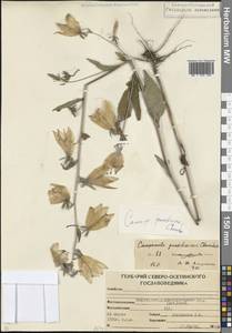 Колокольчик рапунцелевидный L., Кавказ, Северная Осетия, Ингушетия и Чечня (K1c) (Россия)