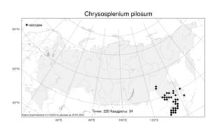 Chrysosplenium pilosum, Селезеночник волосистый Maxim., Атлас флоры России (FLORUS) (Россия)