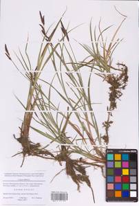 Осока мохнатая, Осока коротковолосистая L., Восточная Европа, Московская область и Москва (E4a) (Россия)