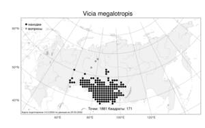 Vicia megalotropis, Горошек крупнолодочковый Ledeb., Атлас флоры России (FLORUS) (Россия)