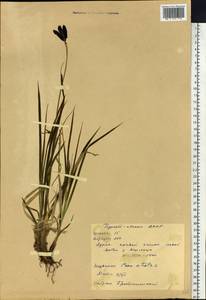 Carex aterrima subsp. aterrima, Сибирь, Прибайкалье и Забайкалье (S4) (Россия)