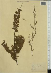 Tamarix gallica L., Западная Европа (EUR) (Неизвестно)