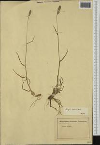 Dactylis glomerata subsp. hispanica (Roth) Nyman, Западная Европа (EUR) (Италия)