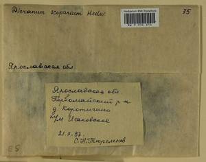 Dicranum scoparium Hedw., Гербарий мохообразных, Мхи - Центральное Нечерноземье (B6) (Россия)