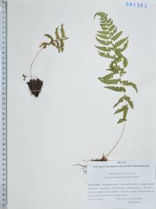 Телиптерис болотный Schott, Сибирь, Дальний Восток (S6) (Россия)