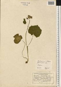 Борщевик карпатский Porcher, Восточная Европа, Западно-Украинский район (E13) (Украина)