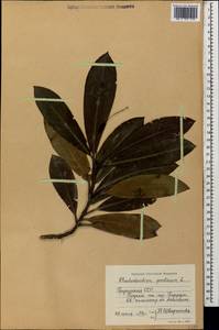 Рододендрон понтийский L., Кавказ, Грузия (K4) (Грузия)
