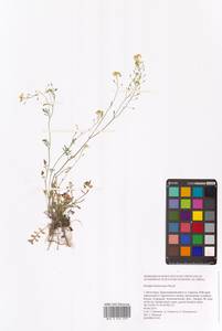 Жерушник короткоплодный (C.A.Mey.) Hayek, Восточная Европа, Нижневолжский район (E9) (Россия)