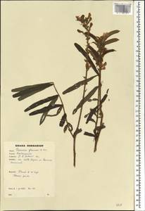 Tephrosia platycarpa Guill. & Perr., Африка (AFR) (Гана)