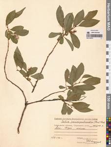 Ива ложнопятитычинковая (Flod.) Flod., Сибирь, Чукотка и Камчатка (S7) (Россия)