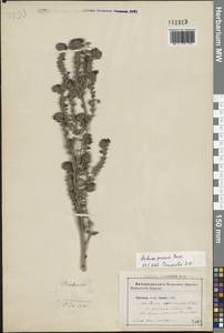 Воловик рослый Besser ex Link, Восточная Европа, Южно-Украинский район (E12) (Украина)