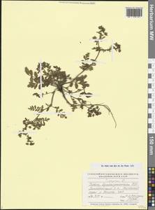 Лапчатка лежачая, Лапчатка низкая L., Кавказ, Азербайджан (K6) (Азербайджан)