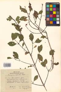 Бересклет Маака Rupr., Сибирь, Дальний Восток (S6) (Россия)