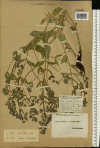 Nepeta ucranica subsp. parviflora (M.Bieb.) M.Masclans de Bolos, Восточная Европа, Северо-Украинский район (E11) (Украина)